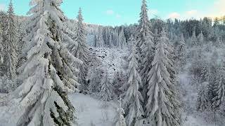 Drone Footage of Winter Landscape of Pine Trees - Beautiful Nature - 4K Videos #thenatureholic