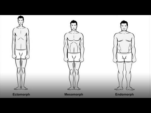 What&#;s An Ectomorph? What&#;s An Ectomorph?