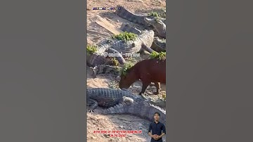 Đến cá sấu cũng phải sợ  con capybara này quá đỉnh