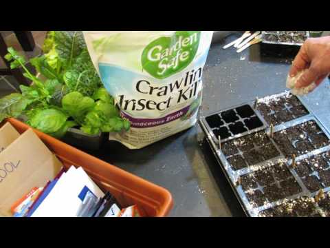 How To Use Diatomaceous Earth For Fungus Gnats And Crawling Insects: Seed Starts x More