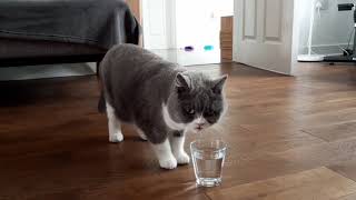 British shorthair cat loves drinking water from glass by Furry Friend Coco 6,078 views 3 years ago 1 minute, 24 seconds
