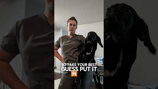 Pets I Visit As A Mobile Vet Clinic: Meet Shiloh