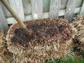 Straw Bale Gardening: Start to Finish