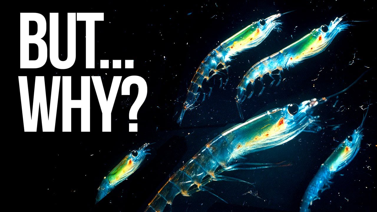 Deep Sea Creatures Climb Up Every Night