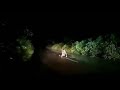 Wanama Singsa Animal Kebo Sini Nai Tg Khe Aajadi 
