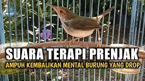 SUARA TERAPI PRENJAK MACET BUNYI , Masteran Ini Terbukti Bikin Ciblek Bisu Jadi Gacor Kembali 100%