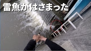 奇跡　雷魚がはさまった