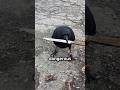 Why Crows Are Dangerous...
