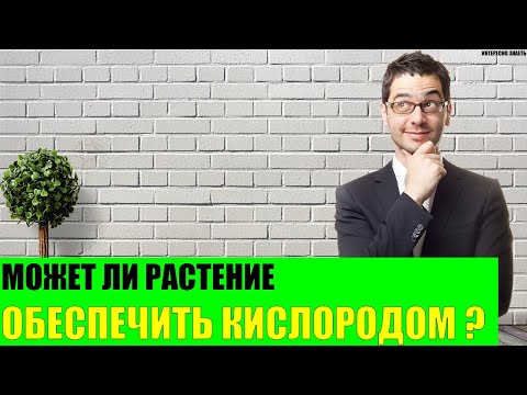 Может ли одно растение обеспечить человека кислородом?