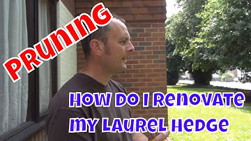 How to renovate a Laurel Hedge