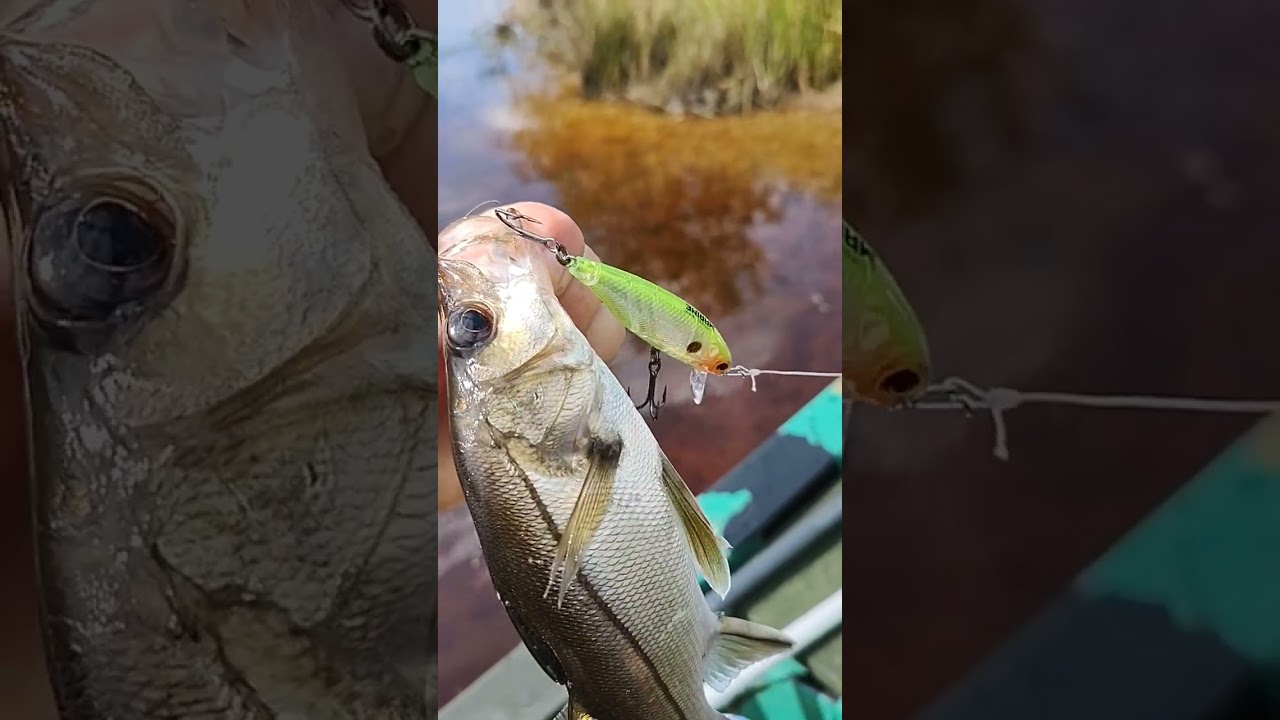 Robalinho na isca Bay Hunter-marine 