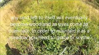 Using a scythe on brambles and thorns in a wild flower meadow