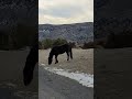 Elusive Wild Horse in the Pryor Mountains!