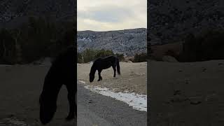 Elusive Wild Horse in the Pryor Mountains!