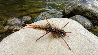 Brown Stonefly Nymph Fly Pattern. Step by step. 
