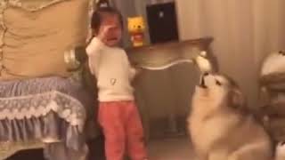 9GAG - Alaskan Malamute Puppy Tries To Comfort Girl At Fault | 9GAG it