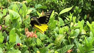 アンフリサスキシタアゲハ Troides Amphrysus 20180325 Poring Hot Spring, Erfly Of Malaysia