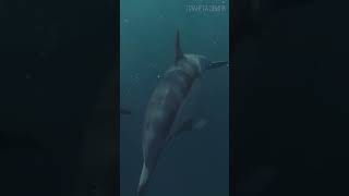 Дельфины: Одни Из Самых Умных Животных На Планете 😉 #Природа #Животные #Дельфин