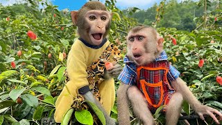 Bim Bim Monkey family goes together to pick bastard oleaster by Baby Monkey Animal 20,923 views 3 weeks ago 4 minutes, 20 seconds