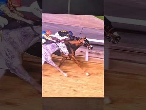 2025 DUBAI WORLD CUP CHAMPION HORSE Dubaiworldcupcarnival Horseracing Dubai Uae 