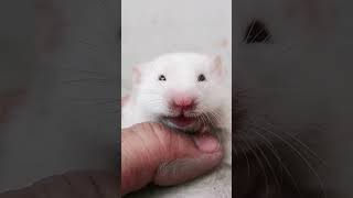 Funny White Mouse Laughing