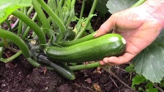 Too Many Courgettes? Freeze Them The Easy Way! (You Too Mr Zucchini.)