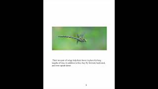 Dragonflies: A Quick Guide l Books, Books, Books
