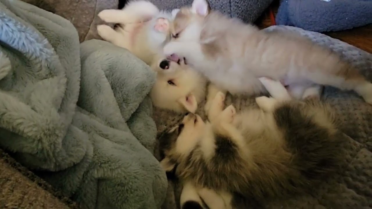 When You Want To Fight With Your Brother But You're Both Too Tired