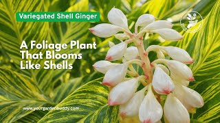 How to Grow Variegated Shell Ginger 🌿  Care, Growth & Flowers Beginner Friendly