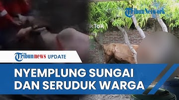 KOMPILASI Video Hewan Kurban Ngamuk saat Idul Adha, Sapi 350 Kg Tercebur Sungai hingga Seruduk Warga