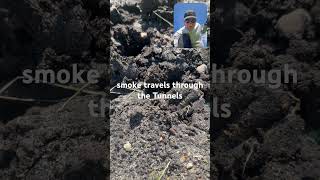 Mole Control