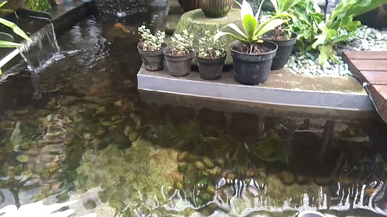  Kolam koi cantik  dengan air sebening kaca YouTube