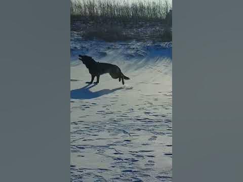 Мэрс #немецкаяовчарка#овчарка#мэрсовчарка#зима23 - YouTube