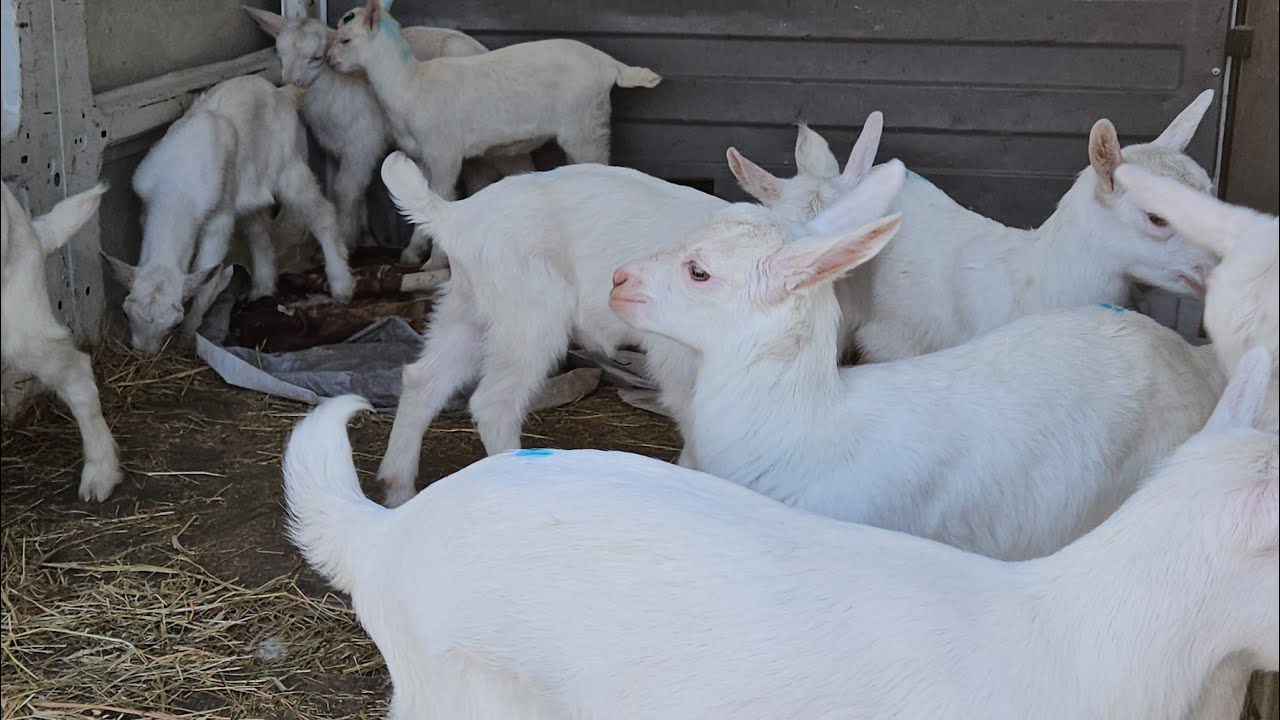 GATA TREC PE SANNEN!!