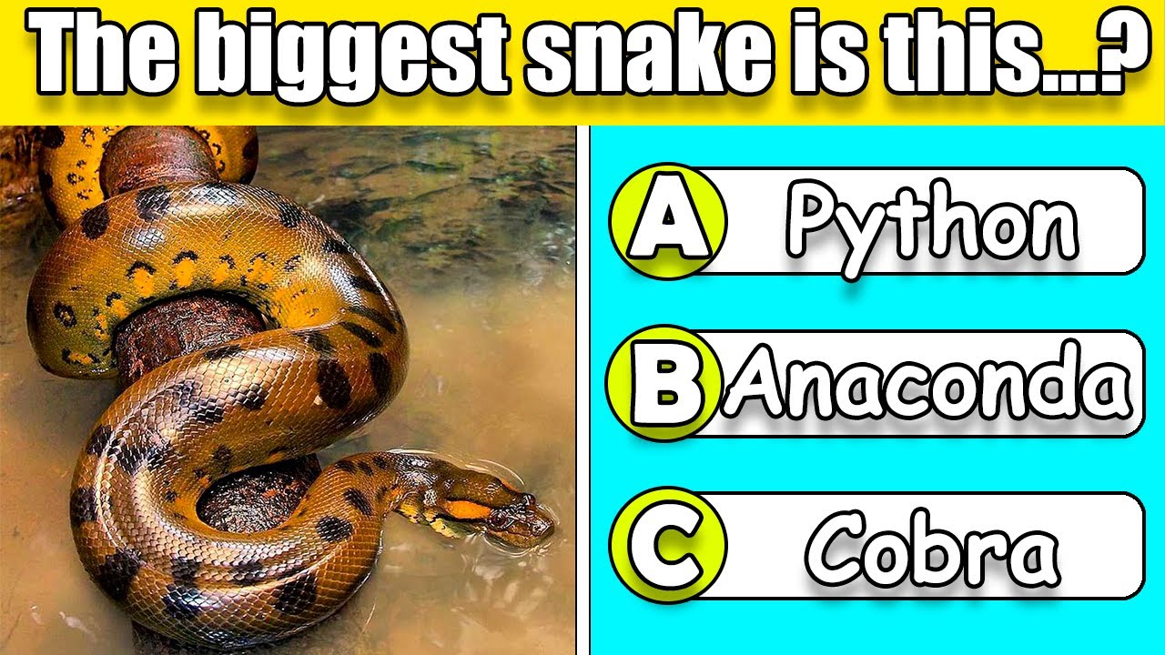 Reptile quiz. General Knowledge Quiz. - YouTube