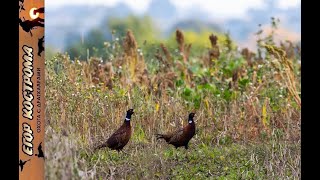картинка: ОХОТА НА ФАЗАНА. ШАКАЛ. УТКА ПЕГАНКА. 15 ноября 2019г.
