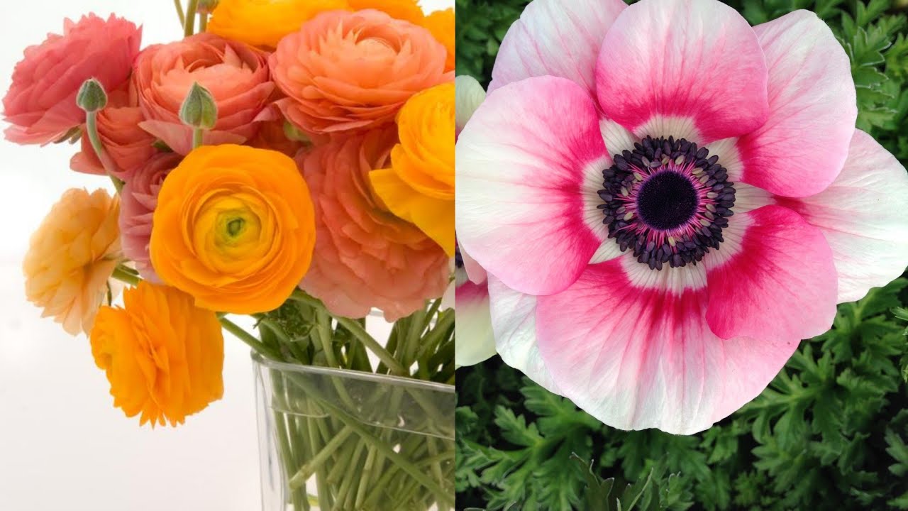 537.How to grow Ranunculus and Anemones from Bulbs.🌷🌷🌷