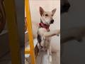 Kaali Snacks Time #dogs #dogfood #pets #pet #diy