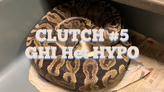 CLUTCH #5:  GHI HET HYPO (Orange Ghost)