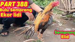 PART 388 🛑 SEMPRANG FEATHERS WITH TAILS OF STICKS 👉 PECANGAAN CHICKEN MARKET, JEPARA