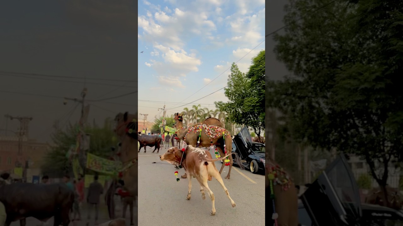 Aggressive bull and camel😱🔥