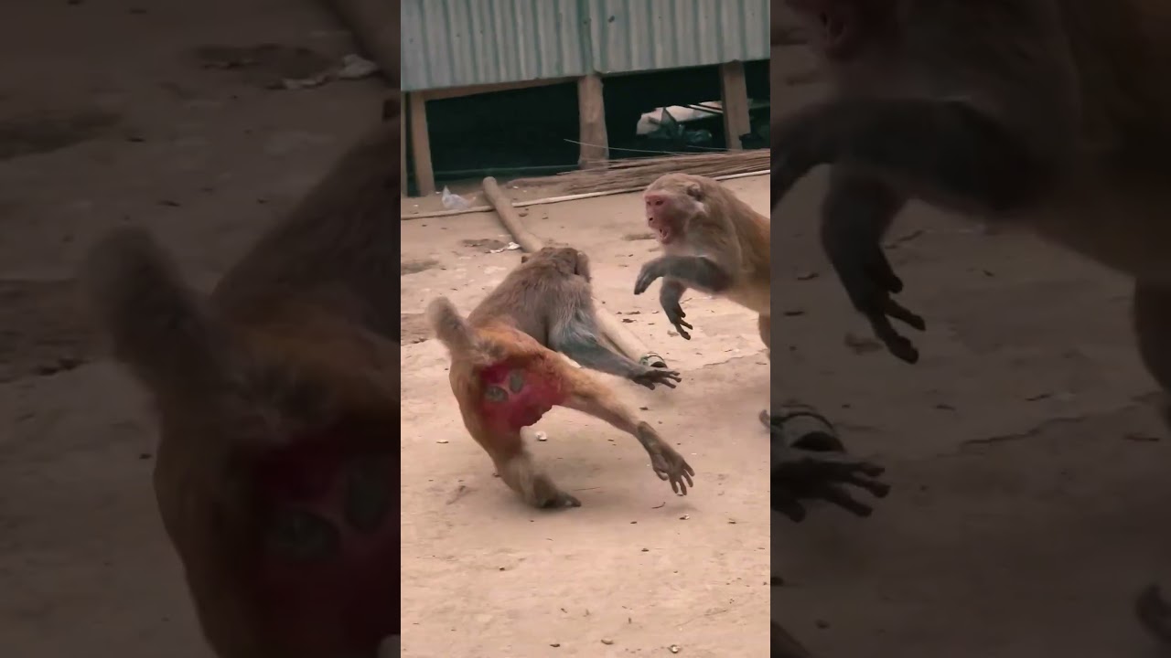 Caught Red-Handed! 🙊 Cheeky Monkey Stealing Food! 😂🍌