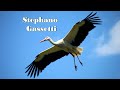 2026 05 03 Stephano Gassetti Live Home - Guten Morgen und schönen Sonntag allen Storchenfreunden