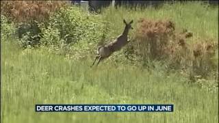 DOT warns of increase in deer-related crashes