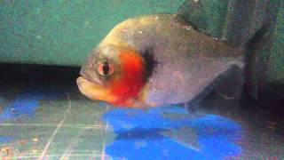 ヒュメラリスピラニア　34cm　赤が神秘的　Serrasalmus humeralis