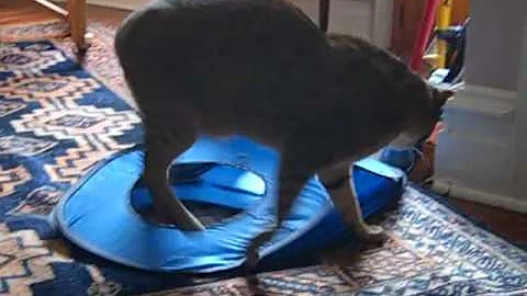 Watch the video about Clive F1 chausie after dinner romp