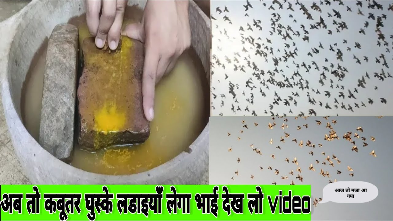 Kabutar Ki Ladaiya Ka Khel Pani
