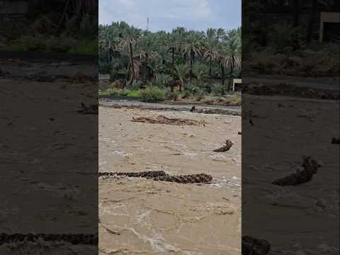 سيل خطير يجرف كل شي امامه سيول وادي عاهن بصحار 12 10 2025
