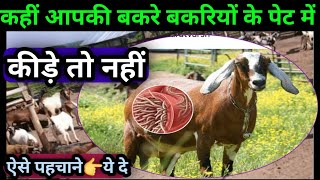 कहीं आपकी बकरे बकरियों के पेट में कीड़े तो नहीं😨ऐसे पहचाने यह दे Bakriyo ke pet mein kide to nahi