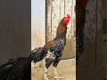 Rooster fighter